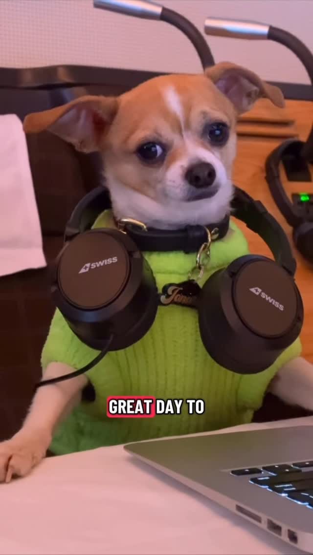Post 4 by amanda brought her dogs on Instagram (video)