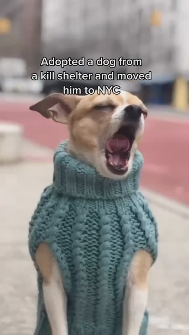 Post 9 by amanda brought her dogs on Instagram (video)
