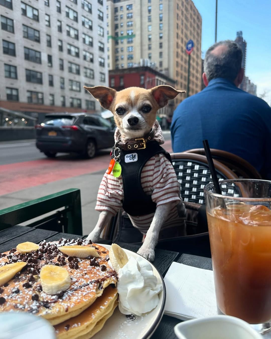 Post 7 by amanda brought her dogs on Instagram (image)