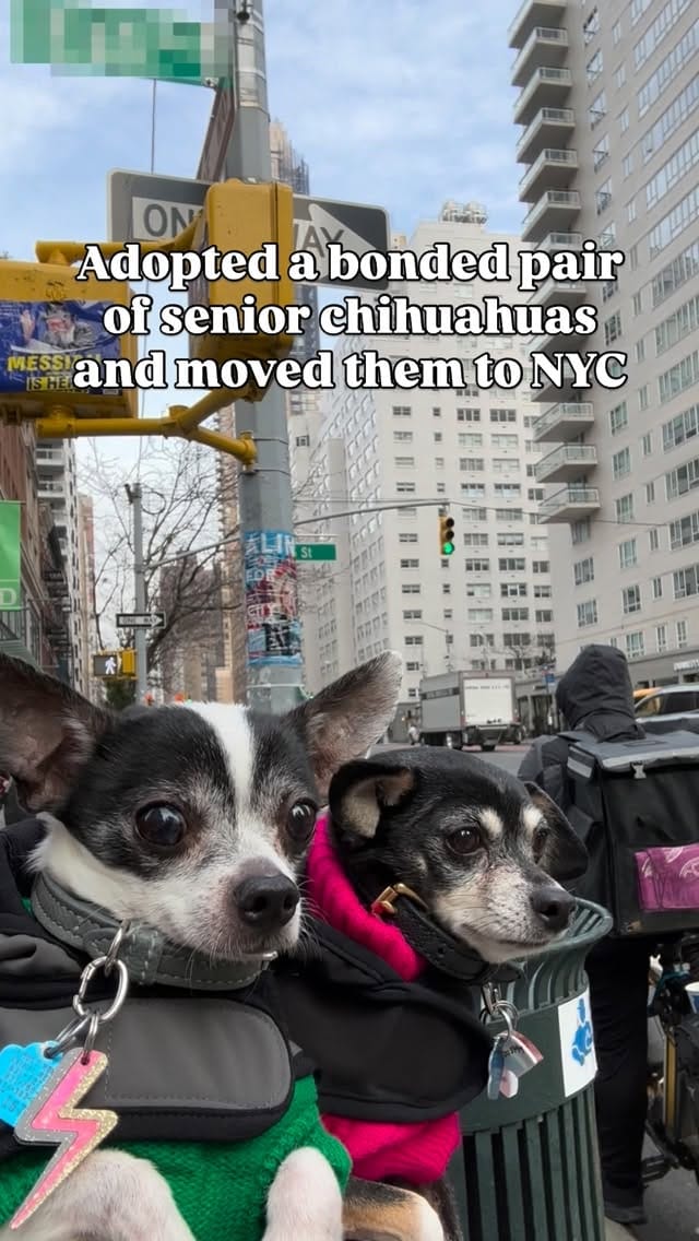 Post 2 by amanda brought her dogs on Instagram (video)