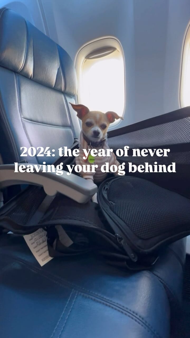 Post 10 by amanda brought her dogs on Instagram (video)