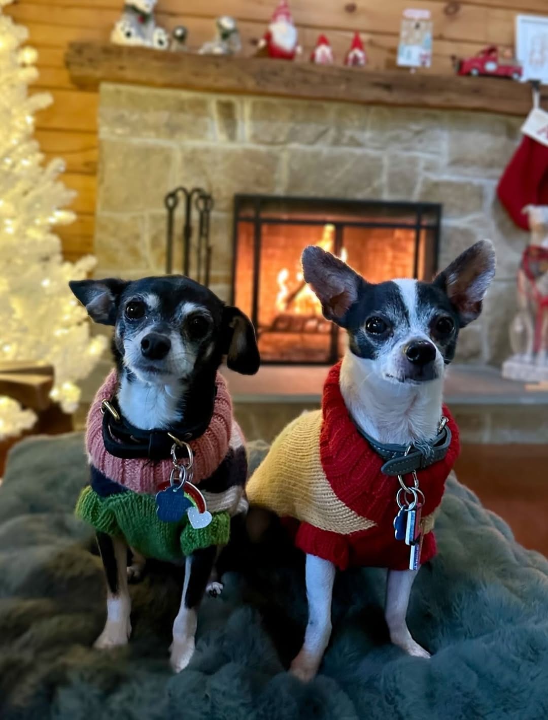 Post 3 by amanda brought her dogs on Instagram (carousel)
