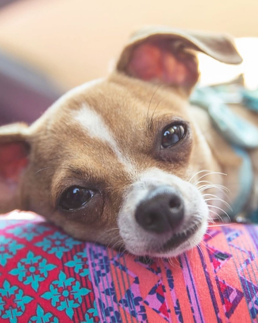 Post 6 by amanda brought her dogs on Instagram (carousel)