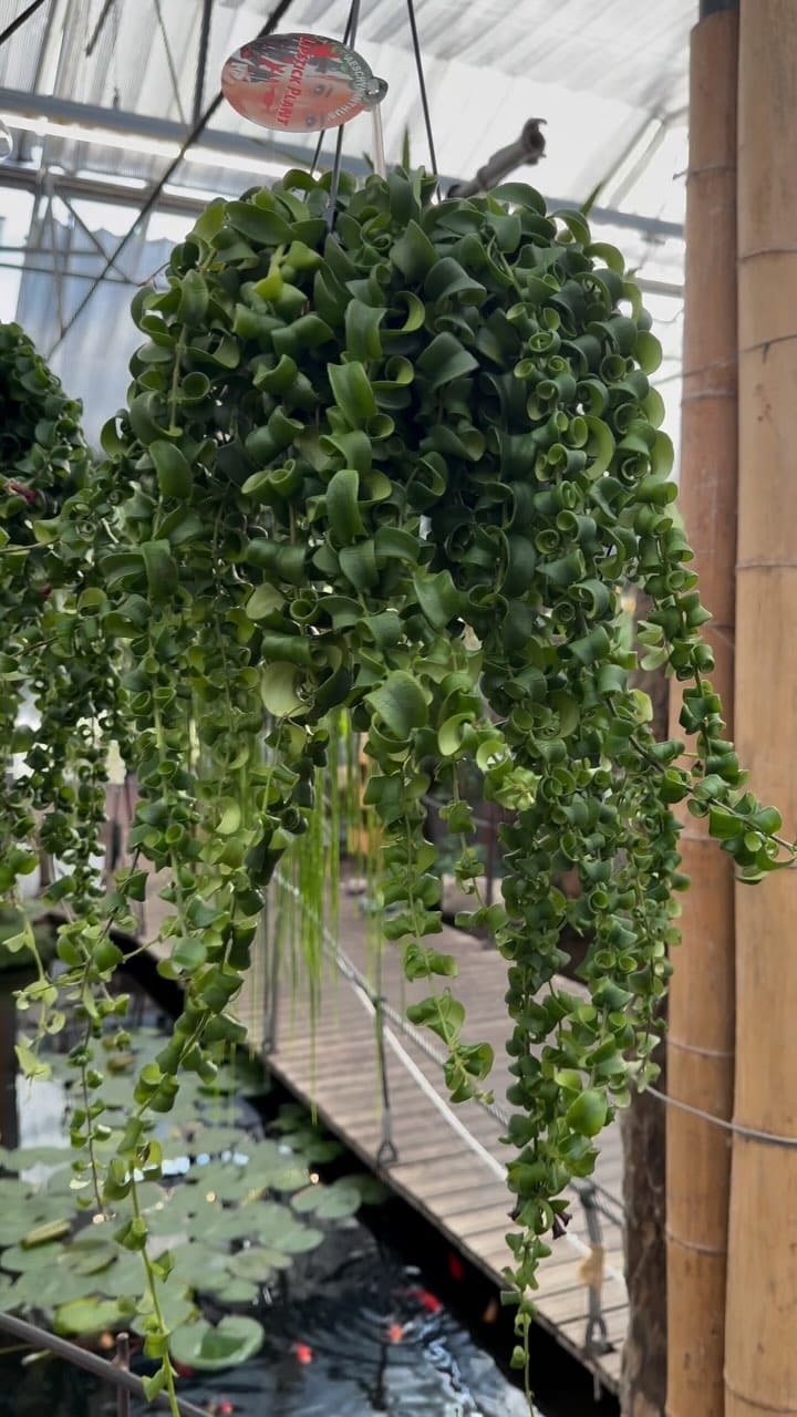 Post 8 by Kriesten in Leonberg - Schönes für Haus & Garten on Instagram (video)