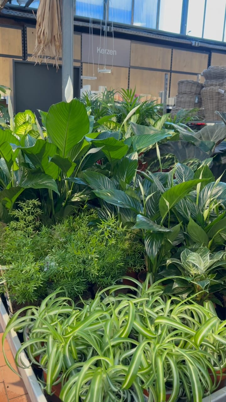 Post 5 by Kriesten in Leonberg - Schönes für Haus & Garten on Instagram (video)