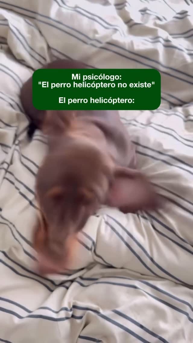 Post 2 by Tamalitosdog on Instagram (video)