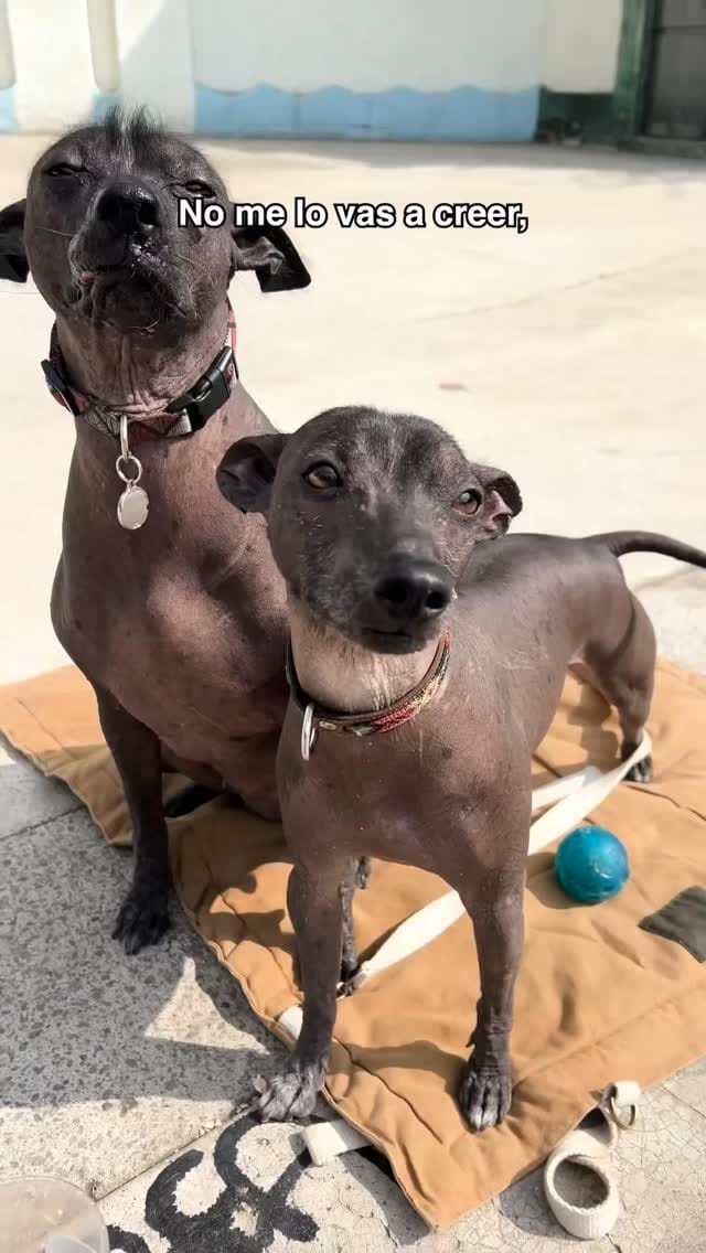 Post 4 by Tamalitosdog on Instagram (video)
