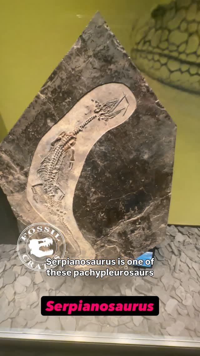 Post 1 by Fossil Crates on Instagram (video)