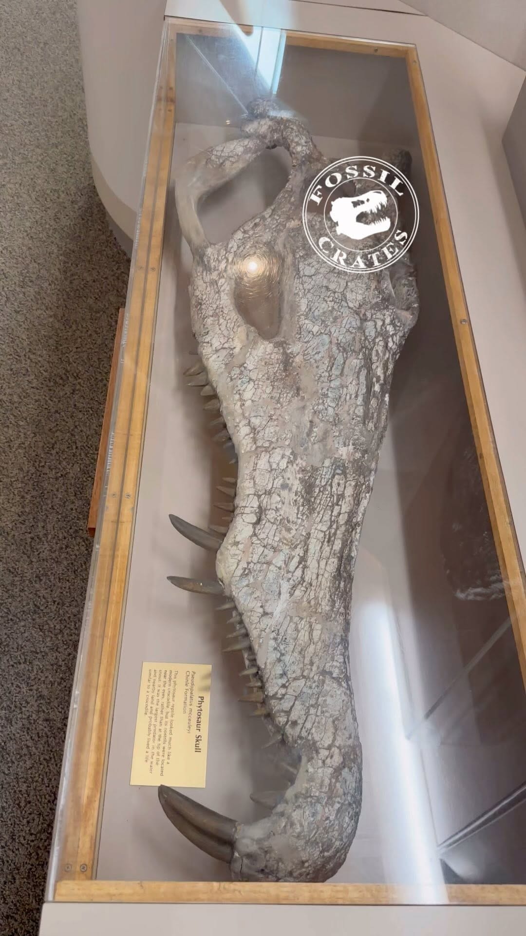Post 8 by Fossil Crates on Instagram (video)