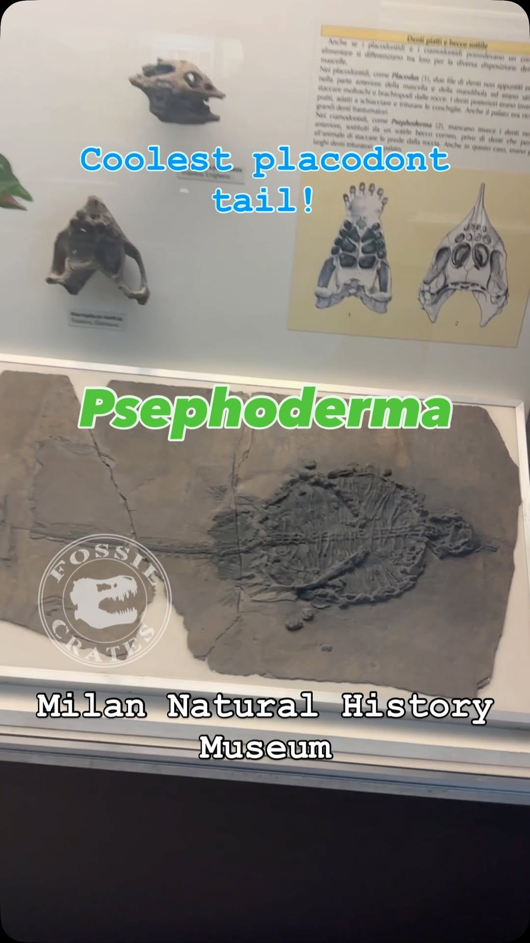 Post 7 by Fossil Crates on Instagram (video)