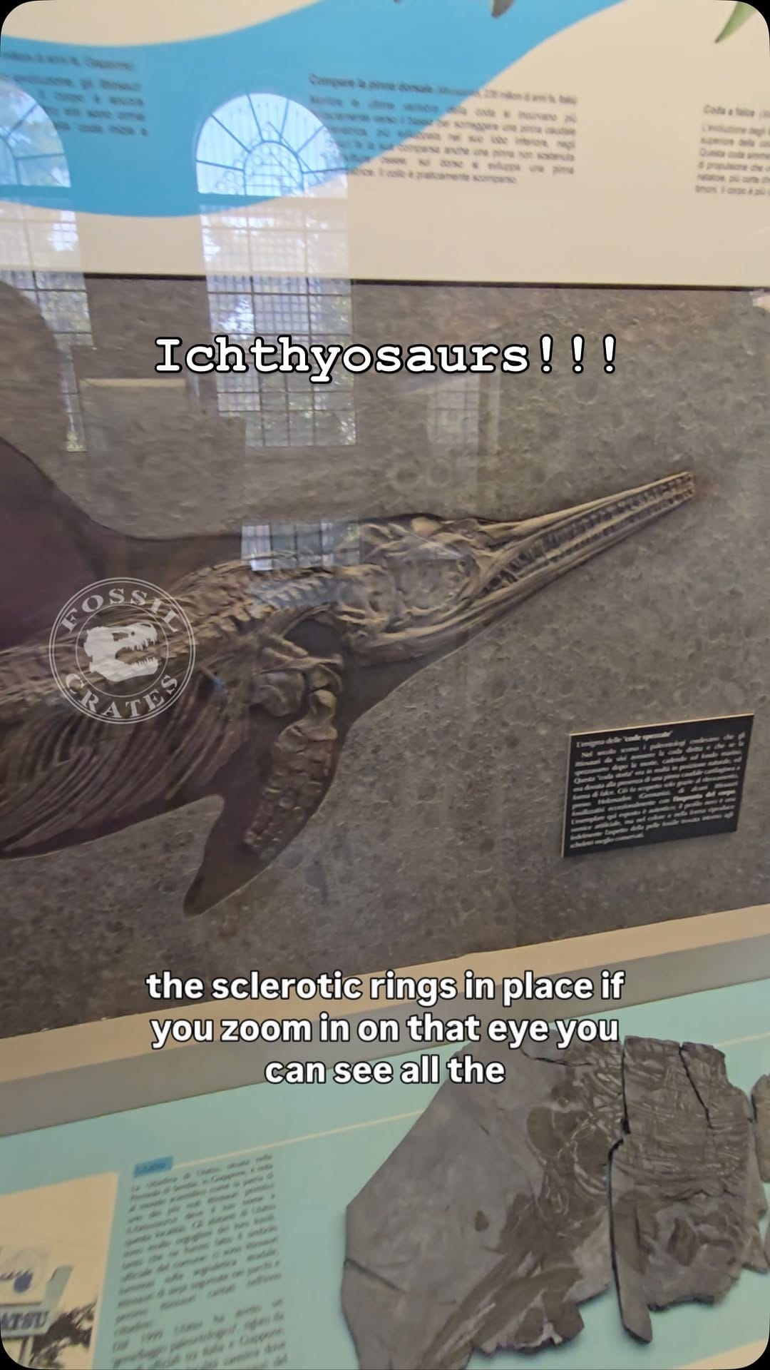 Post 4 by Fossil Crates on Instagram (video)