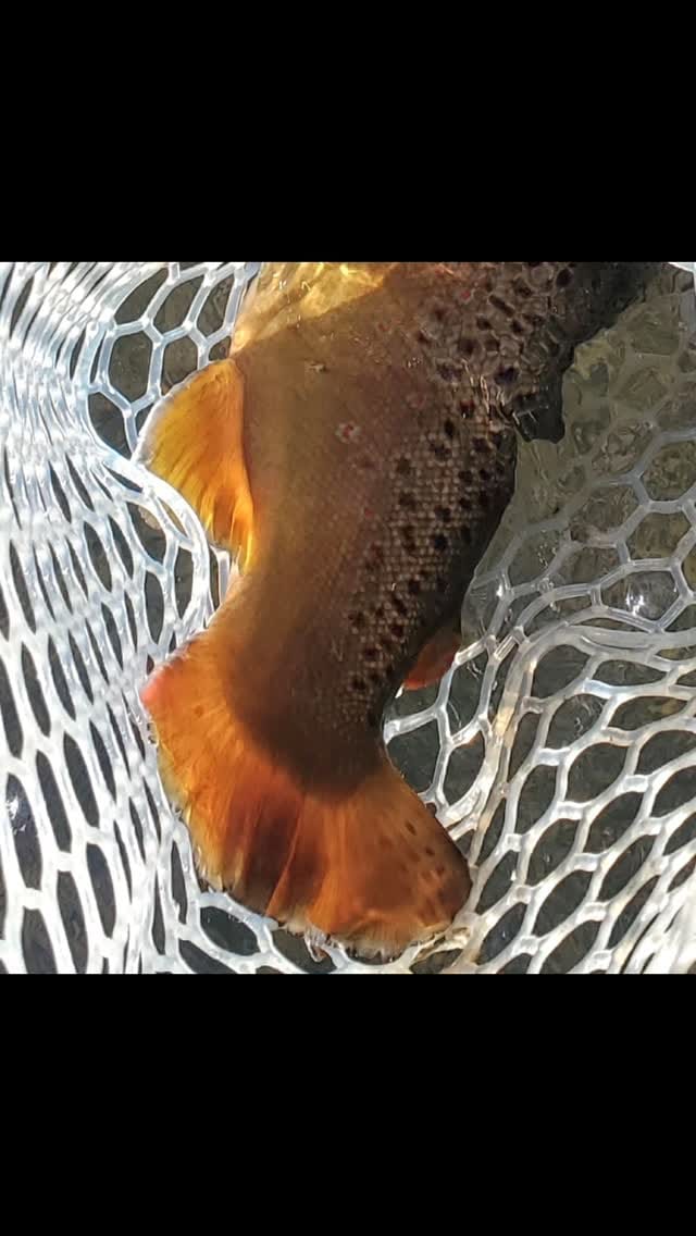 Post 7 by Qualifly Fly Fishing Reels on Instagram (video)