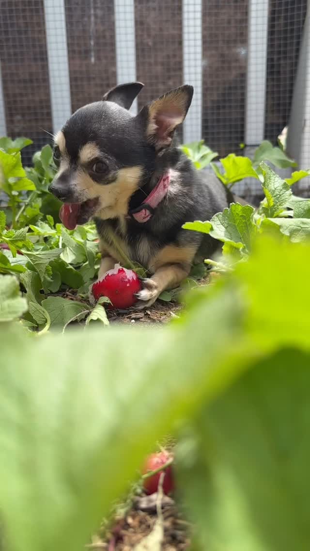 Post 5 by Lu-Seal Manor on Instagram (video)
