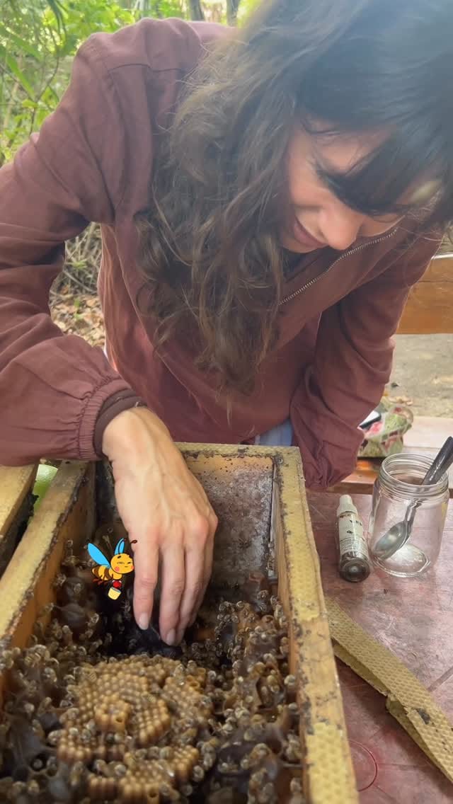 Post 7 by The Green Maya Project on Instagram (video)