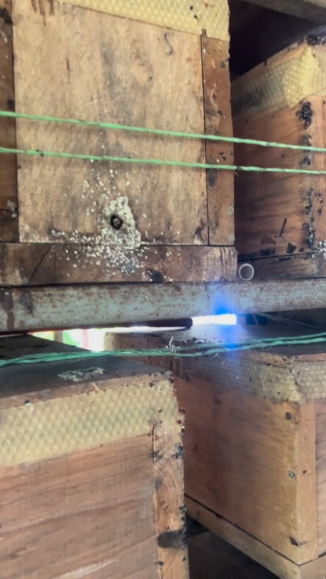 Post 1 by The Green Maya Project on Instagram (video)