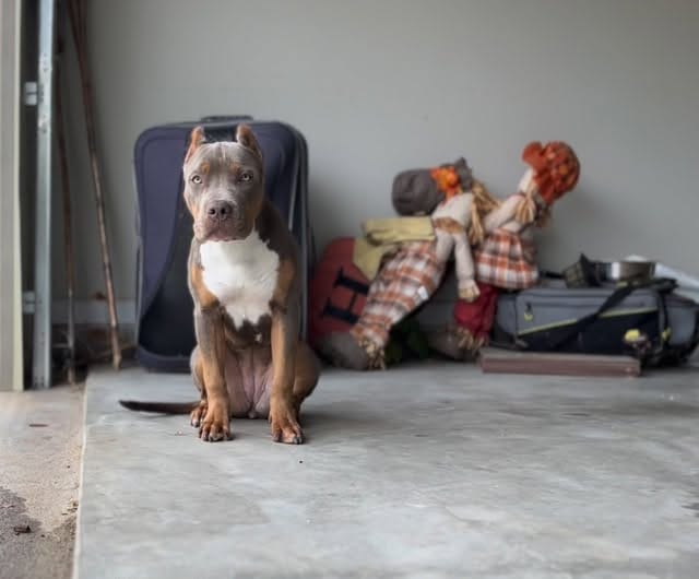 Post 2 by 𝟒𝐭𝐡 & 𝐆𝐨𝐚𝐥 𝐁𝐮𝐥𝐥𝐢𝐞𝐬, 𝐋𝐋𝐂 on Instagram (video)