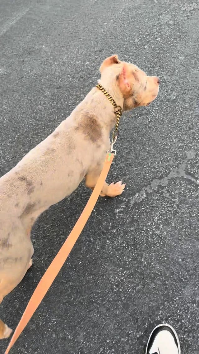 Post 4 by 𝟒𝐭𝐡 & 𝐆𝐨𝐚𝐥 𝐁𝐮𝐥𝐥𝐢𝐞𝐬, 𝐋𝐋𝐂 on Instagram (video)
