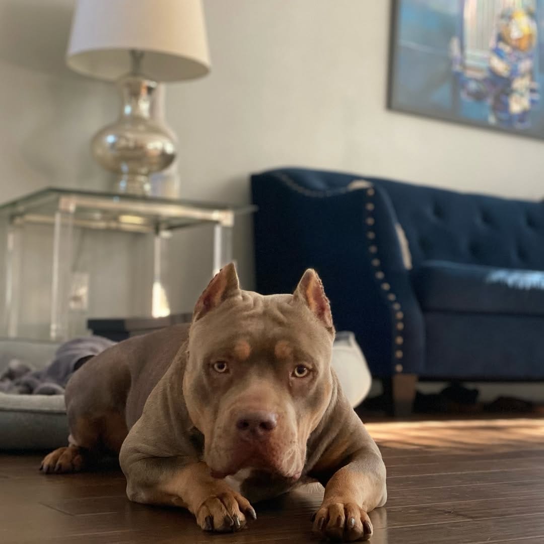 Post 6 by 𝟒𝐭𝐡 & 𝐆𝐨𝐚𝐥 𝐁𝐮𝐥𝐥𝐢𝐞𝐬, 𝐋𝐋𝐂 on Instagram (carousel)