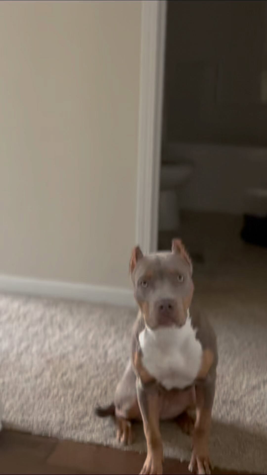 Post 9 by 𝟒𝐭𝐡 & 𝐆𝐨𝐚𝐥 𝐁𝐮𝐥𝐥𝐢𝐞𝐬, 𝐋𝐋𝐂 on Instagram (video)