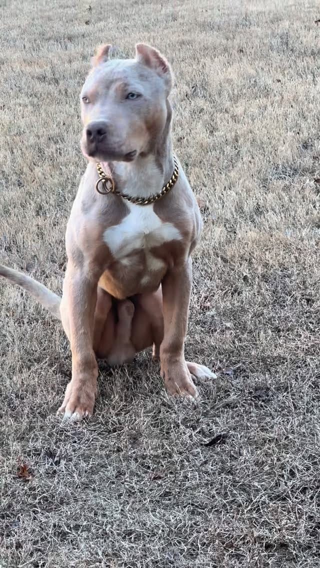 Post 3 by 𝟒𝐭𝐡 & 𝐆𝐨𝐚𝐥 𝐁𝐮𝐥𝐥𝐢𝐞𝐬, 𝐋𝐋𝐂 on Instagram (video)