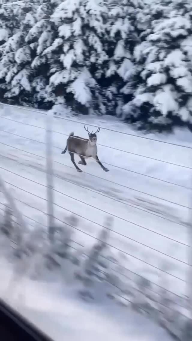 Post 10 by @d_kemeroglu on Instagram (video)