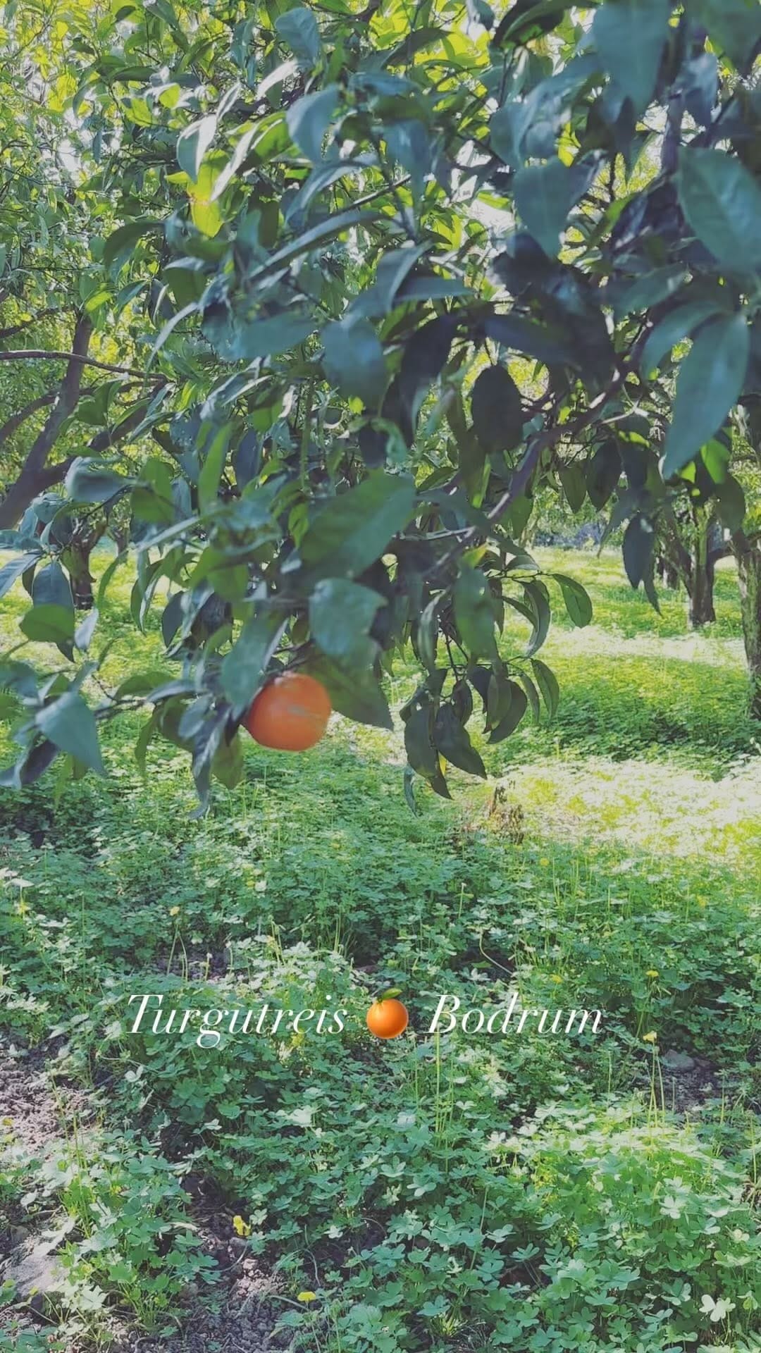 Post 9 by Zeynep Nili on Instagram (video)