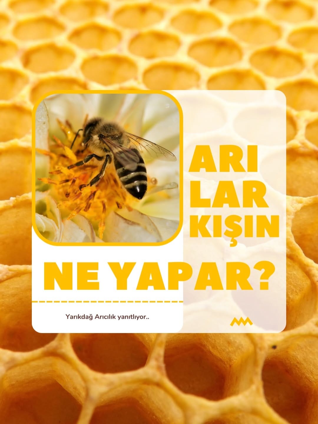 Post 4 by Yarıkdağ Arıcılık | Yerel Datça Lezzetleri on Instagram (carousel)