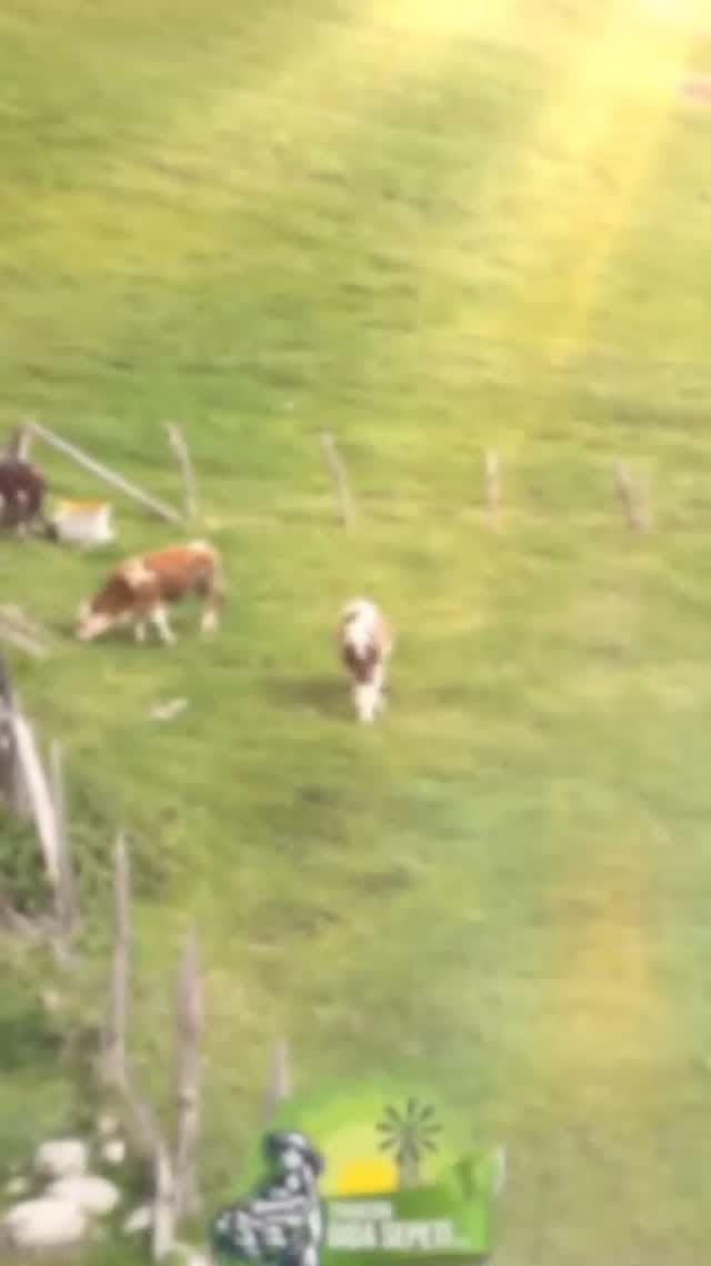 Post 3 by Trabzon Tereyağı on Instagram (video)