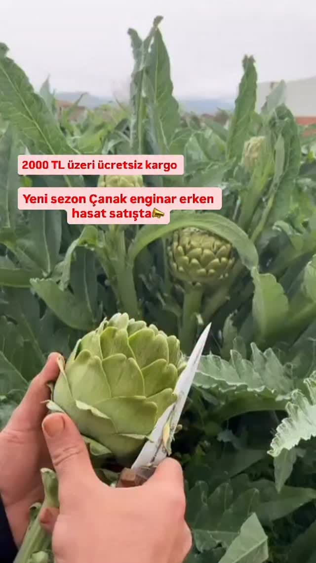 Post 7 by 𝕾𝖊𝖇𝖆𝖍𝖆𝖙 𝖙𝖆𝖓𝖎𝖘𝖒𝖆𝖓 🍒 on Instagram (video)