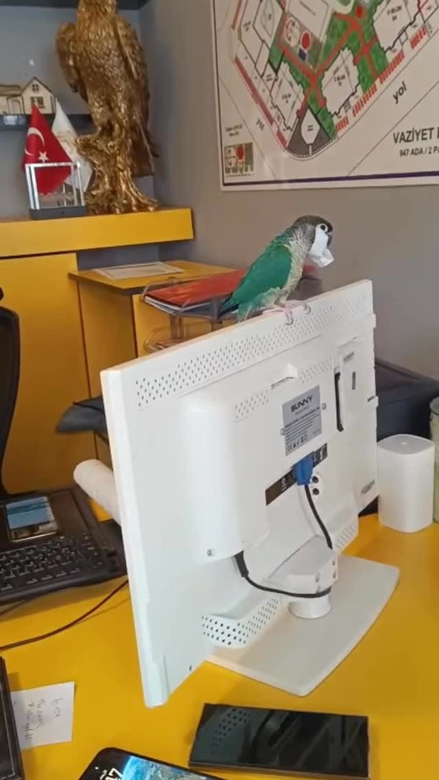 Post 5 by Haitham M. Darwish on Instagram (video)