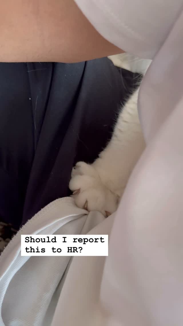 Post 8 by Mojtaba Maleki on Instagram (video)