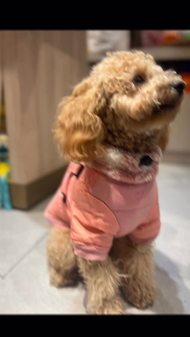Post 6 by Dog And The City on Instagram (video)