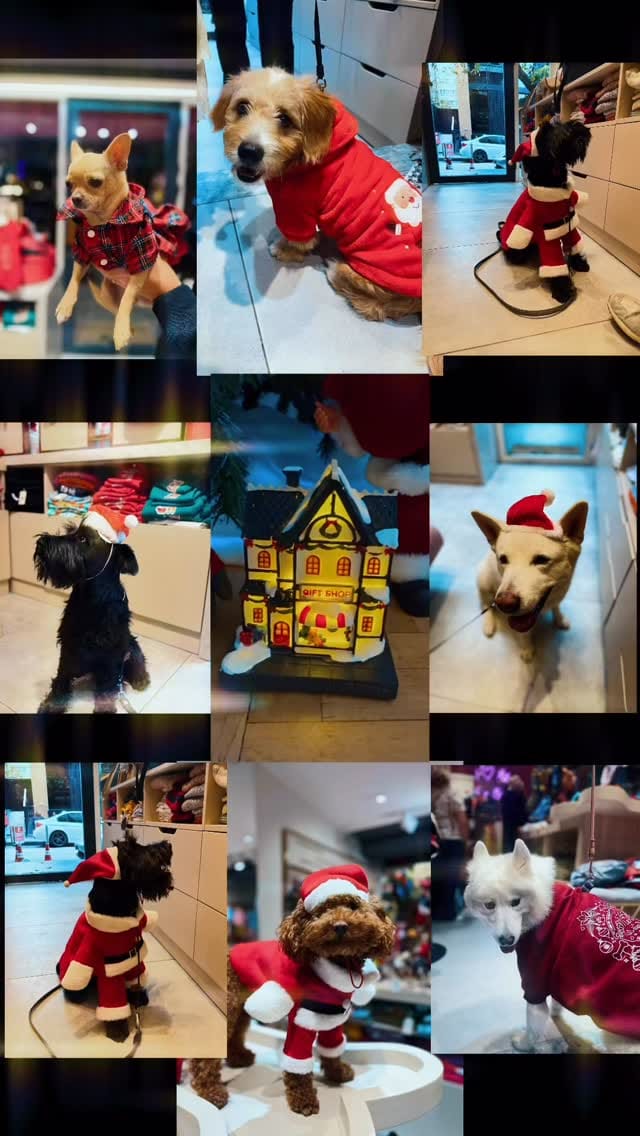 Post 2 by Dog And The City on Instagram (video)