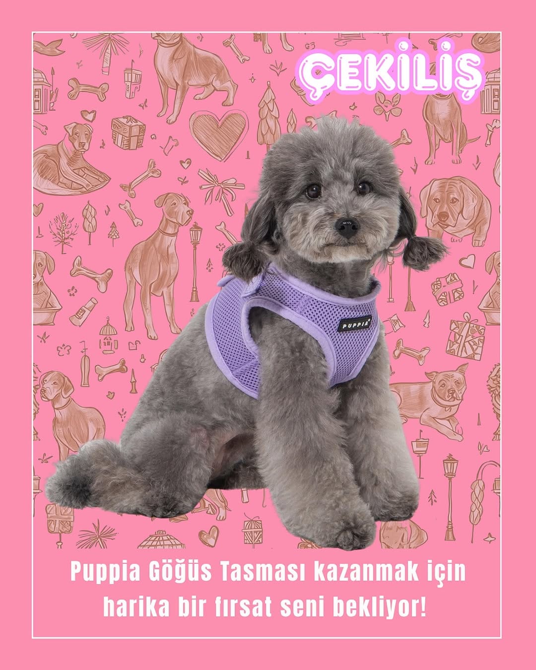 Post 5 by Dog And The City on Instagram (image)