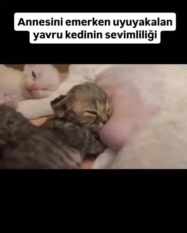 Post 8 by Hamileyizanneyiz on Instagram (video)