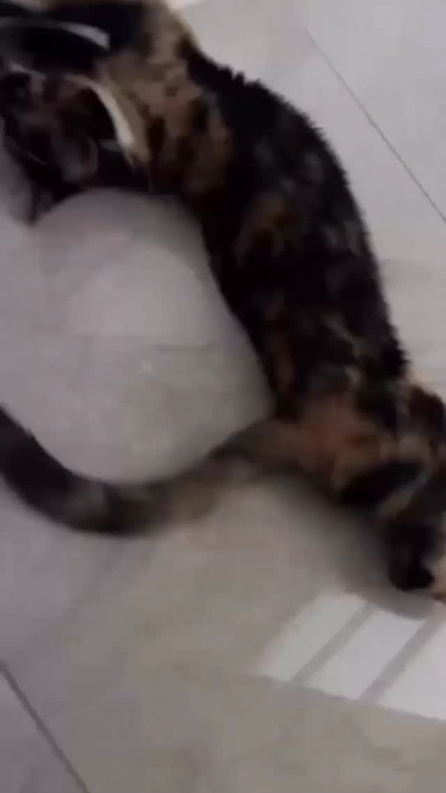 Post 8 by laleyymis🧿❣️ on Instagram (video)