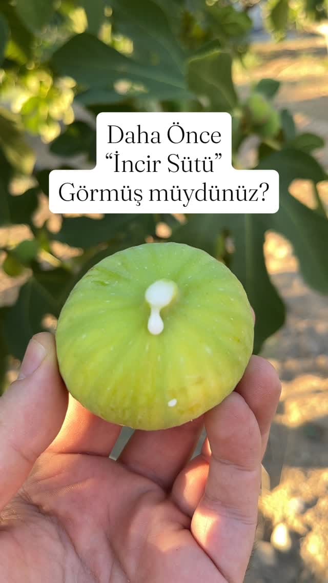 Post 5 by Ege Tadında Yaşa! on Instagram (video)