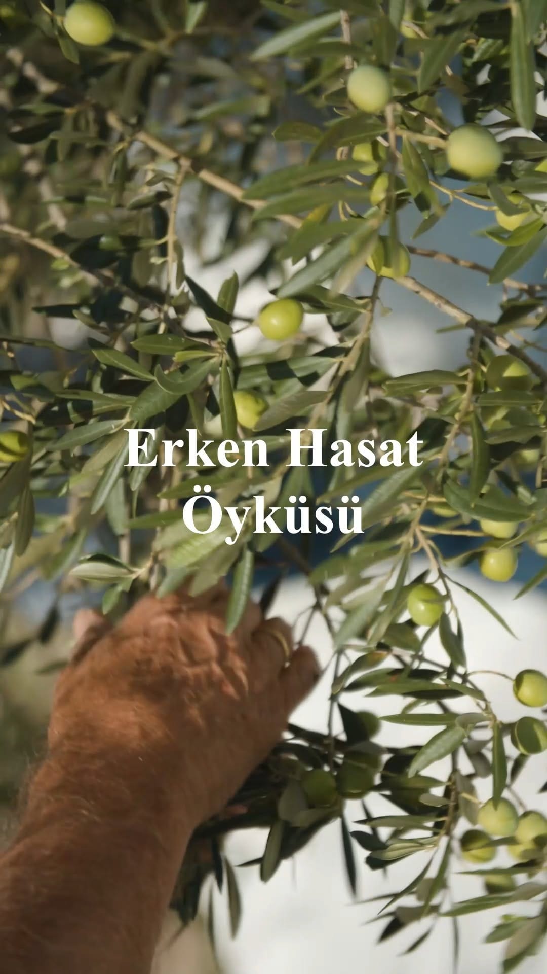 Post 10 by Gemlik Zeytin & Zeytinyağı | Doğal Sabun | Turşu | Mete Zeytin on Instagram (video)
