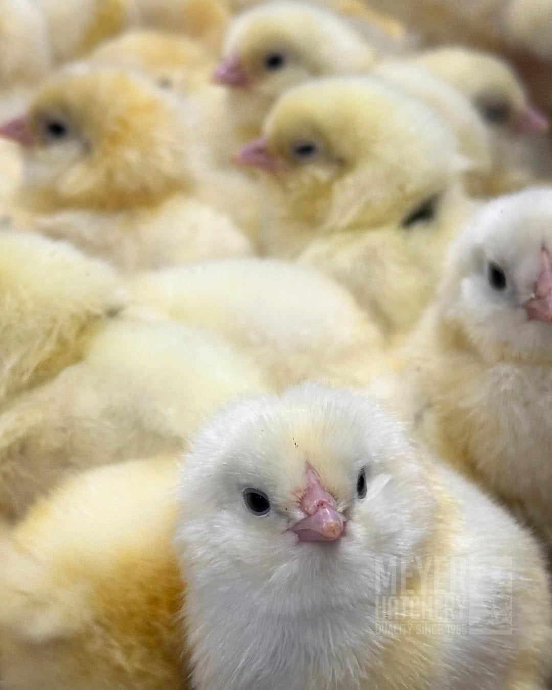 Post 8 by Meyer Hatchery on Instagram (image)