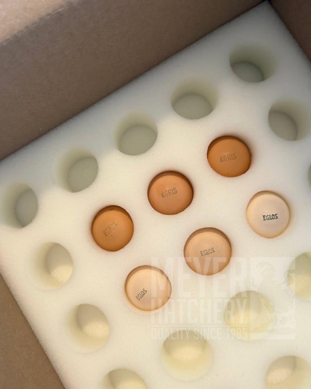 Post 9 by Meyer Hatchery on Instagram (image)