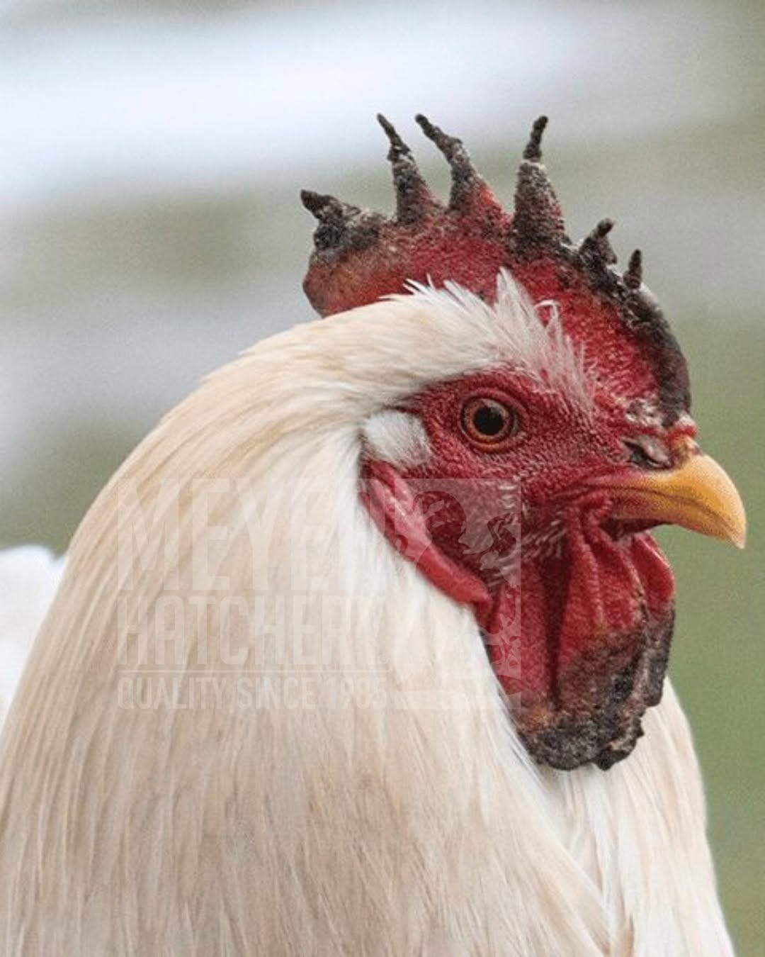 Post 1 by Meyer Hatchery on Instagram (image)
