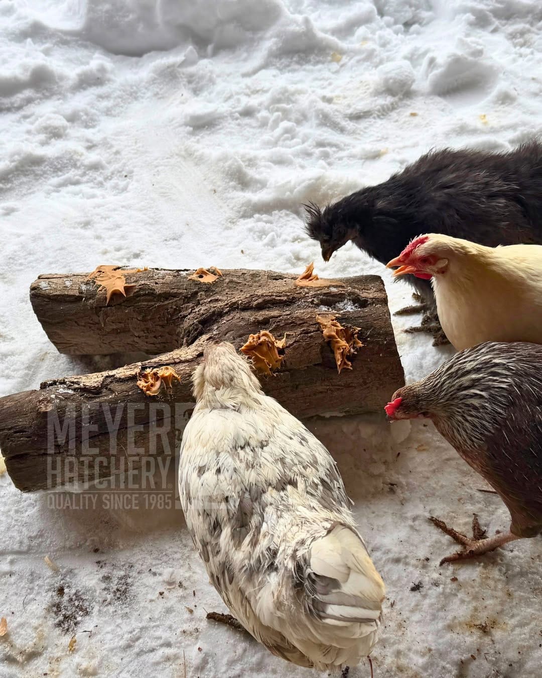 Post 10 by Meyer Hatchery on Instagram (image)