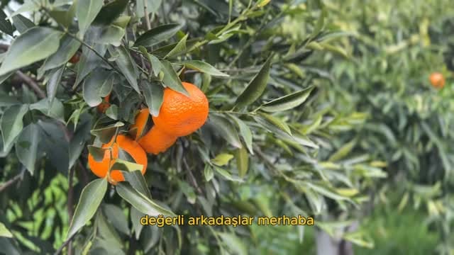 Post 1 by Serez Gurme Dondurma on Instagram (video)