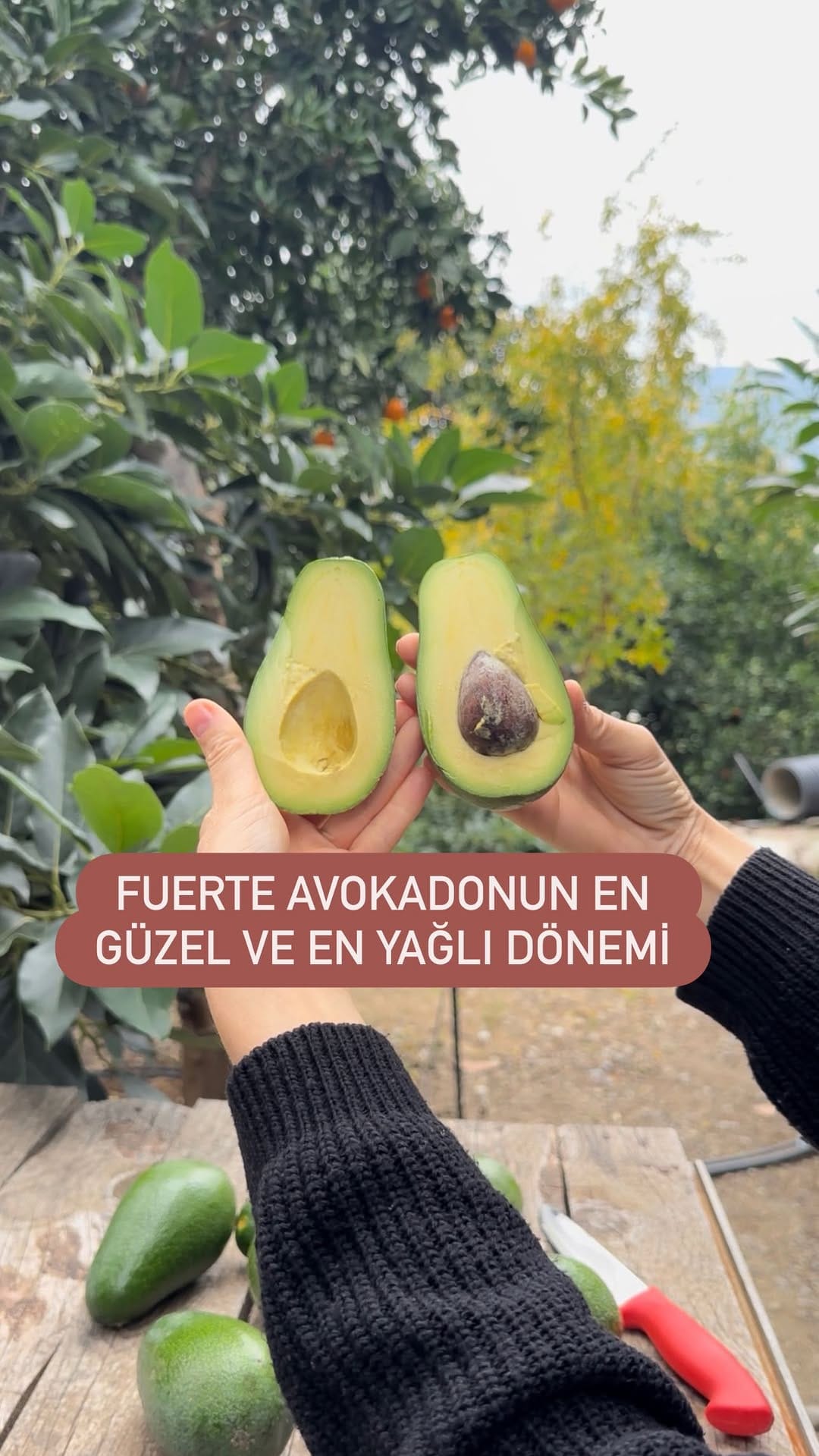 Post 4 by Avokado Bahçeniz Alanya ® on Instagram (video)