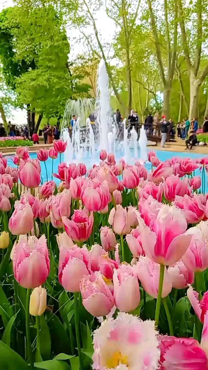Post 9 by 🍉Mais Alli on Instagram (video)