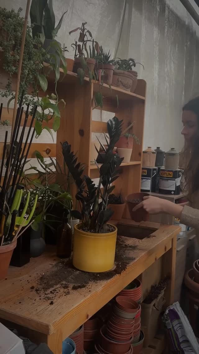 Post 10 by Jungleous | Ev Bitkileri on Instagram (video)