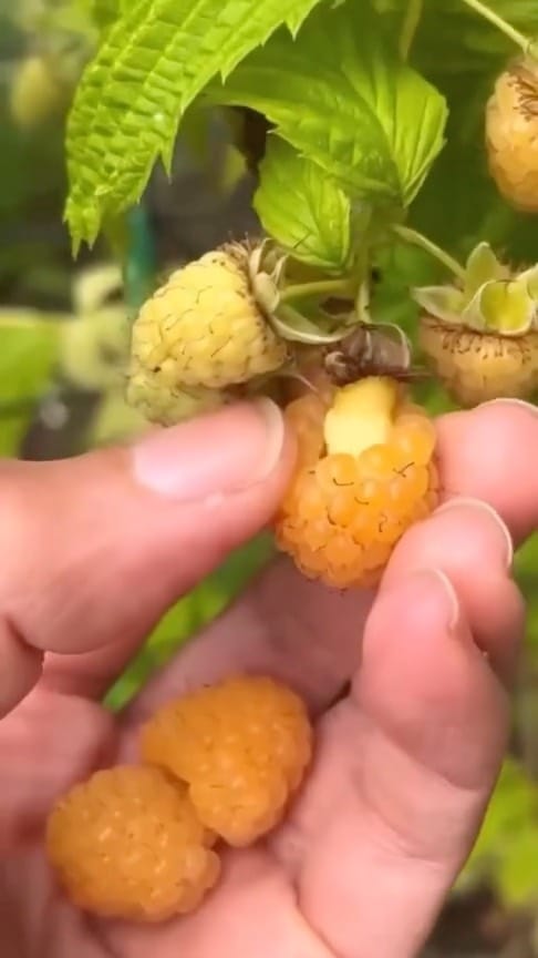 Post 8 by Fidanistanbul Fidan Siparişi on Instagram (video)