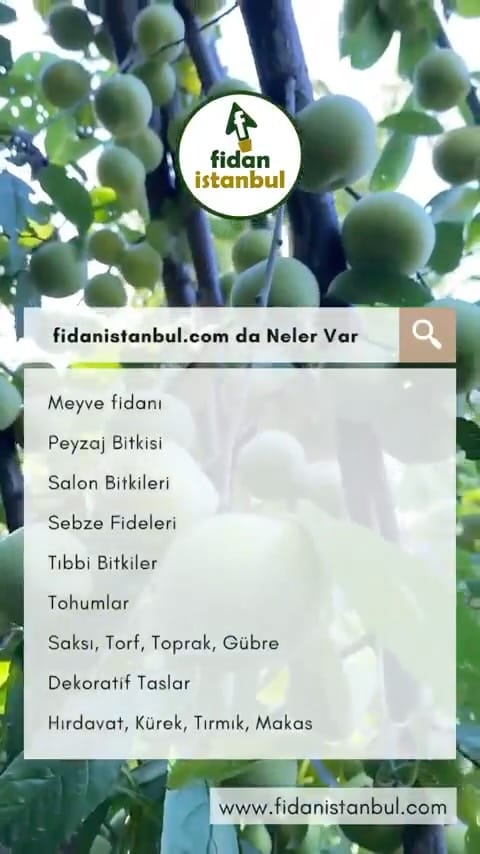 Post 10 by Fidanistanbul Fidan Siparişi on Instagram (video)