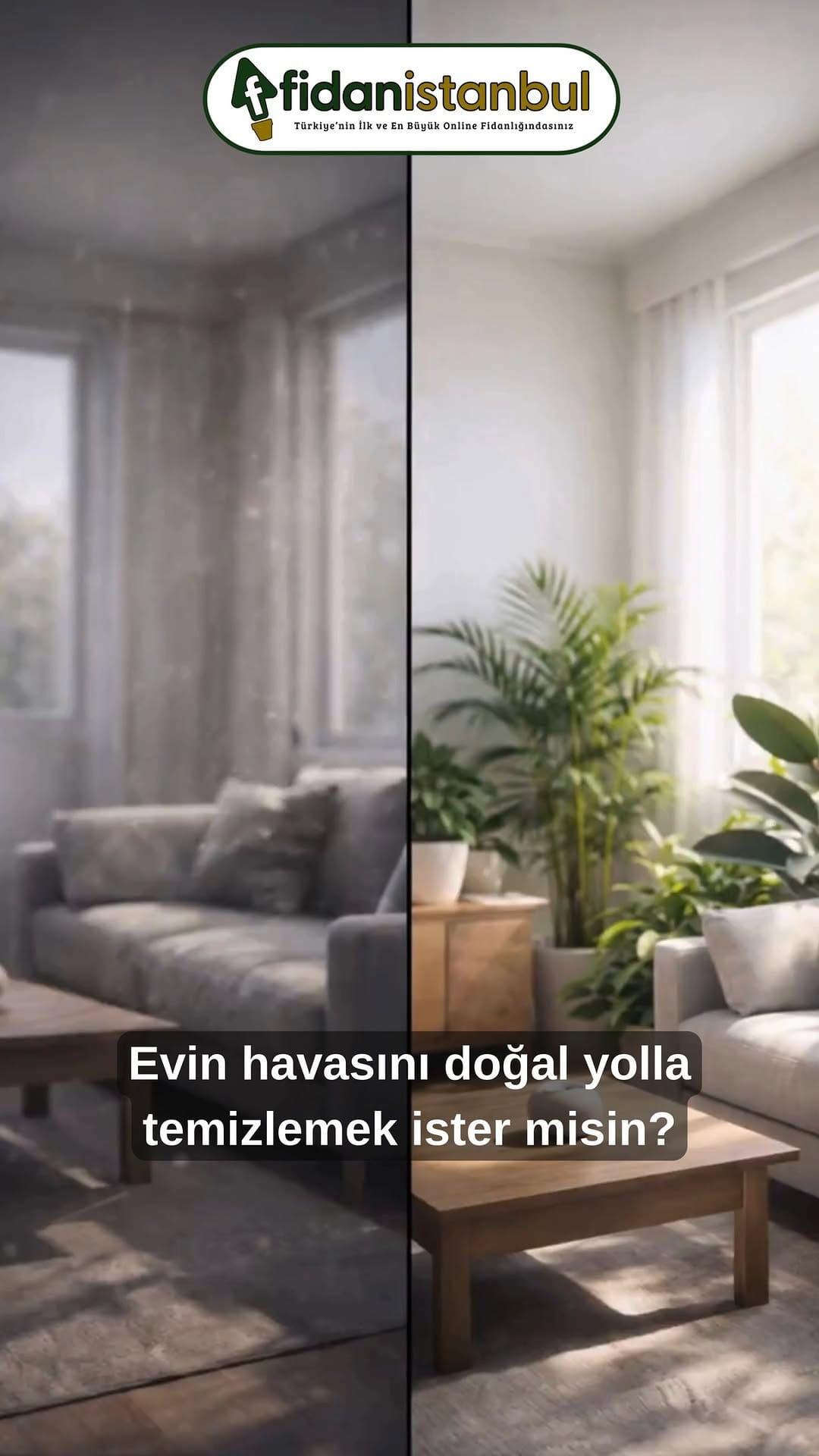 Post 1 by Fidanistanbul Fidan Siparişi on Instagram (video)