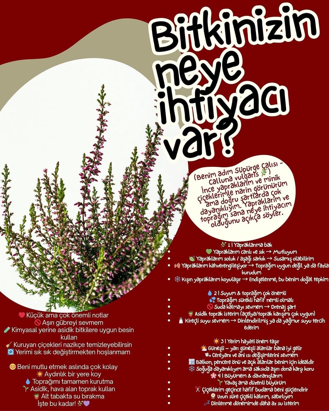 Post 5 by Fidanistanbul Fidan Siparişi on Instagram (image)